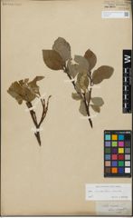 Foto von Salix glandulifera Flod. x Salix lanata L.